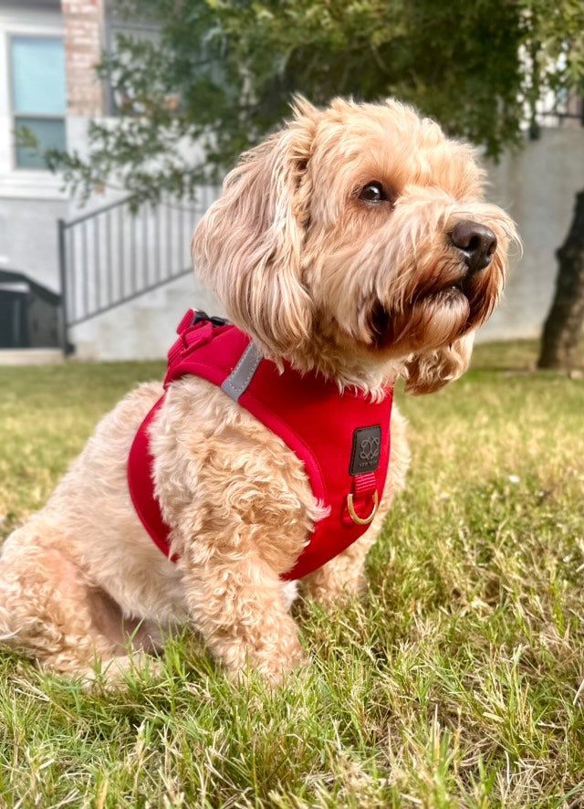 Dogistry - SoHo Dog Harness - Iconic Red