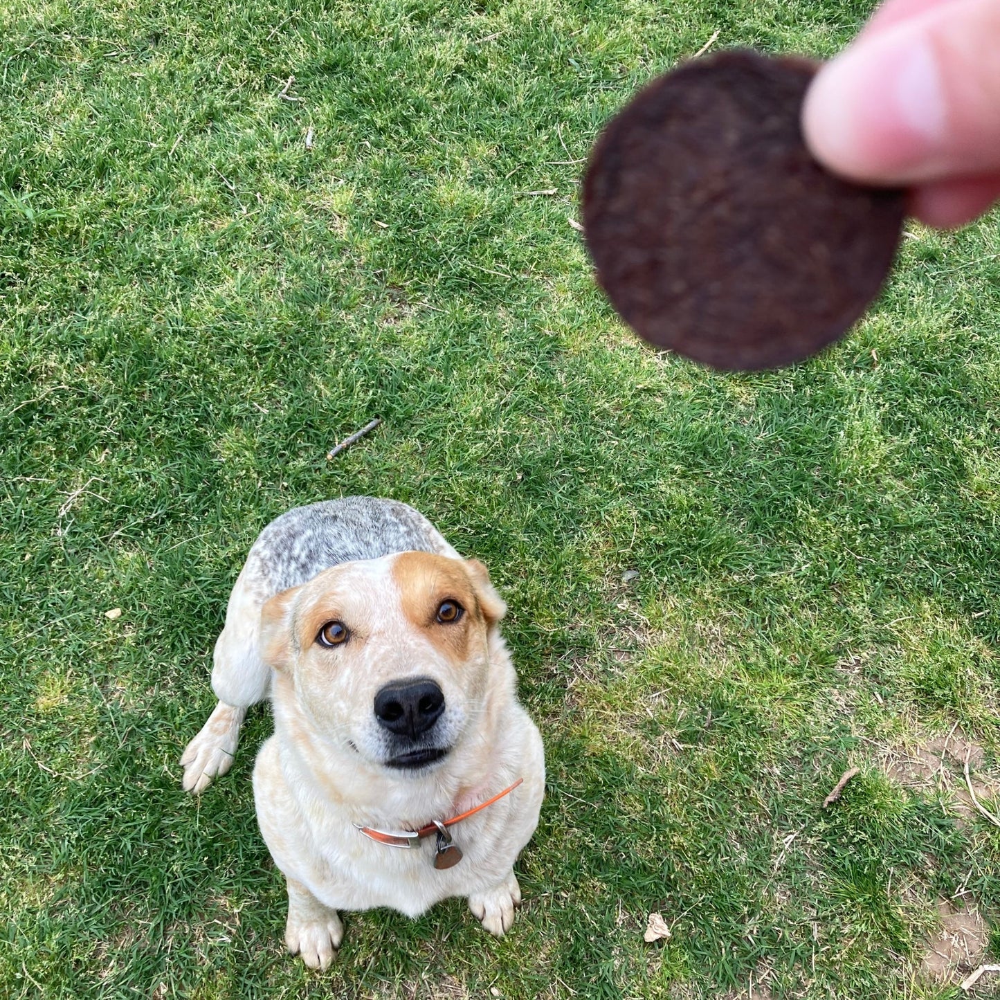 Farm To Pet - Beef Chips Dog Treats | Single-Ingredient Healthy Treats for Dogs