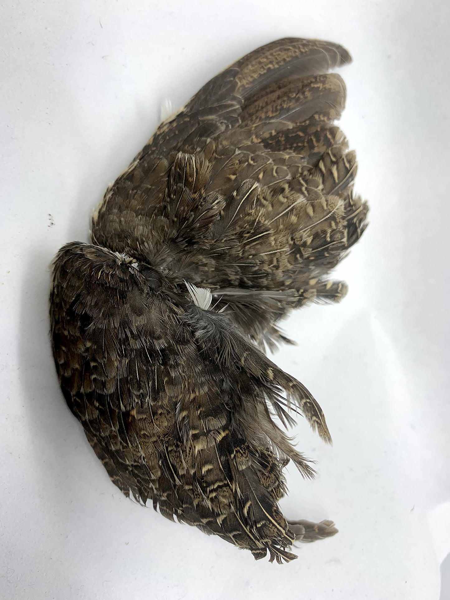 Premium Quail Wings for Dog Training Dog Treats