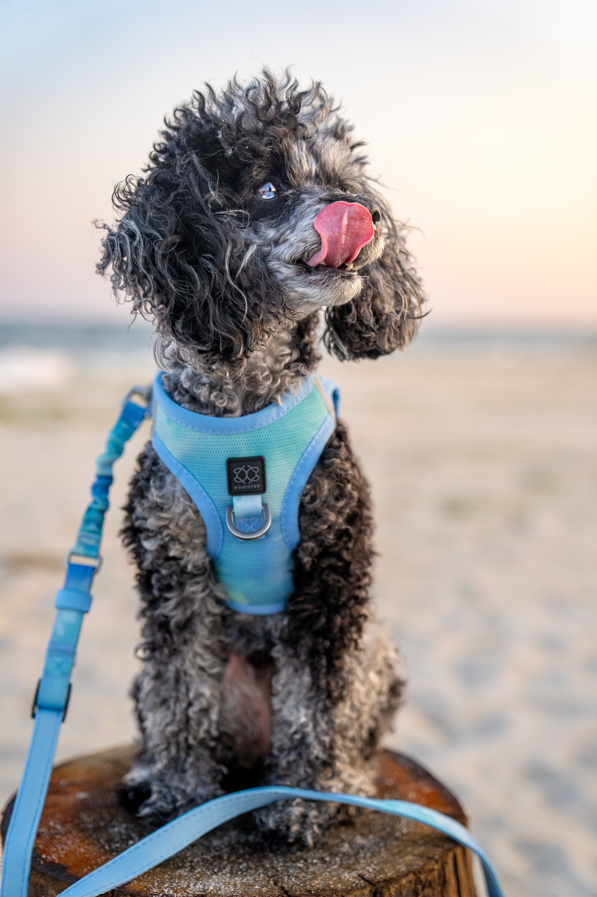 Dogistry - The Summer AIR Dog Harness - Ocean