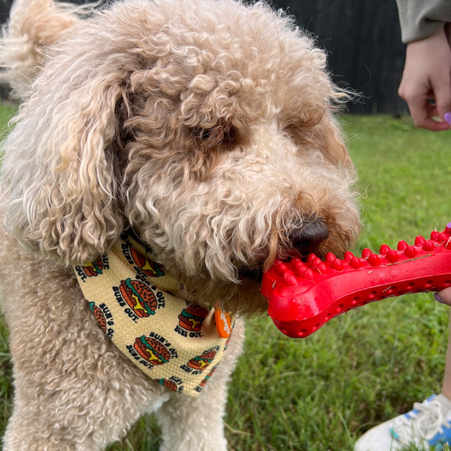 Alpha Pak - Arlo's Favorite Rubber Bone
