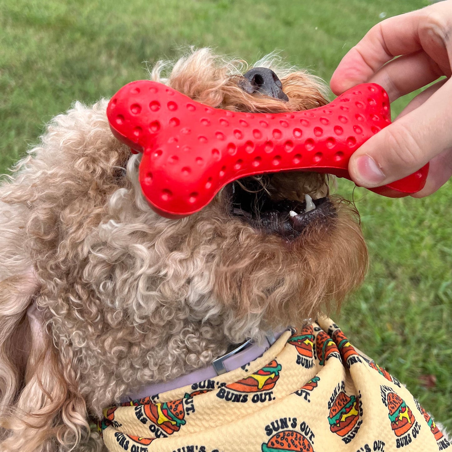 Alpha Pak - Arlo's Favorite Rubber Bone