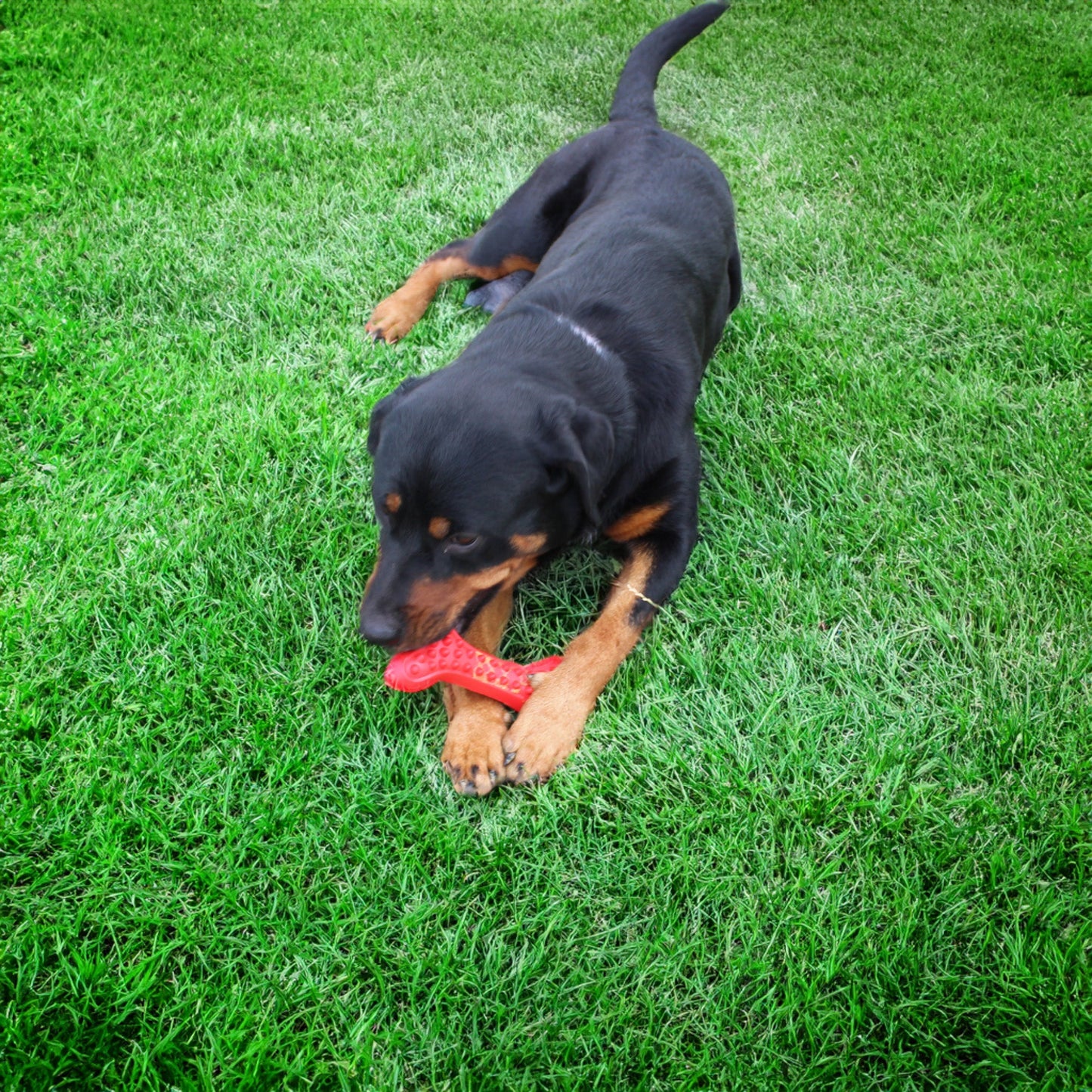 Alpha Pak - Arlo's Favorite Rubber Bone