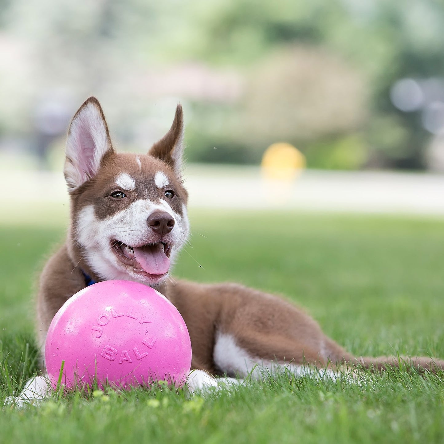 Jolly Pets - Bounce-n-Play
