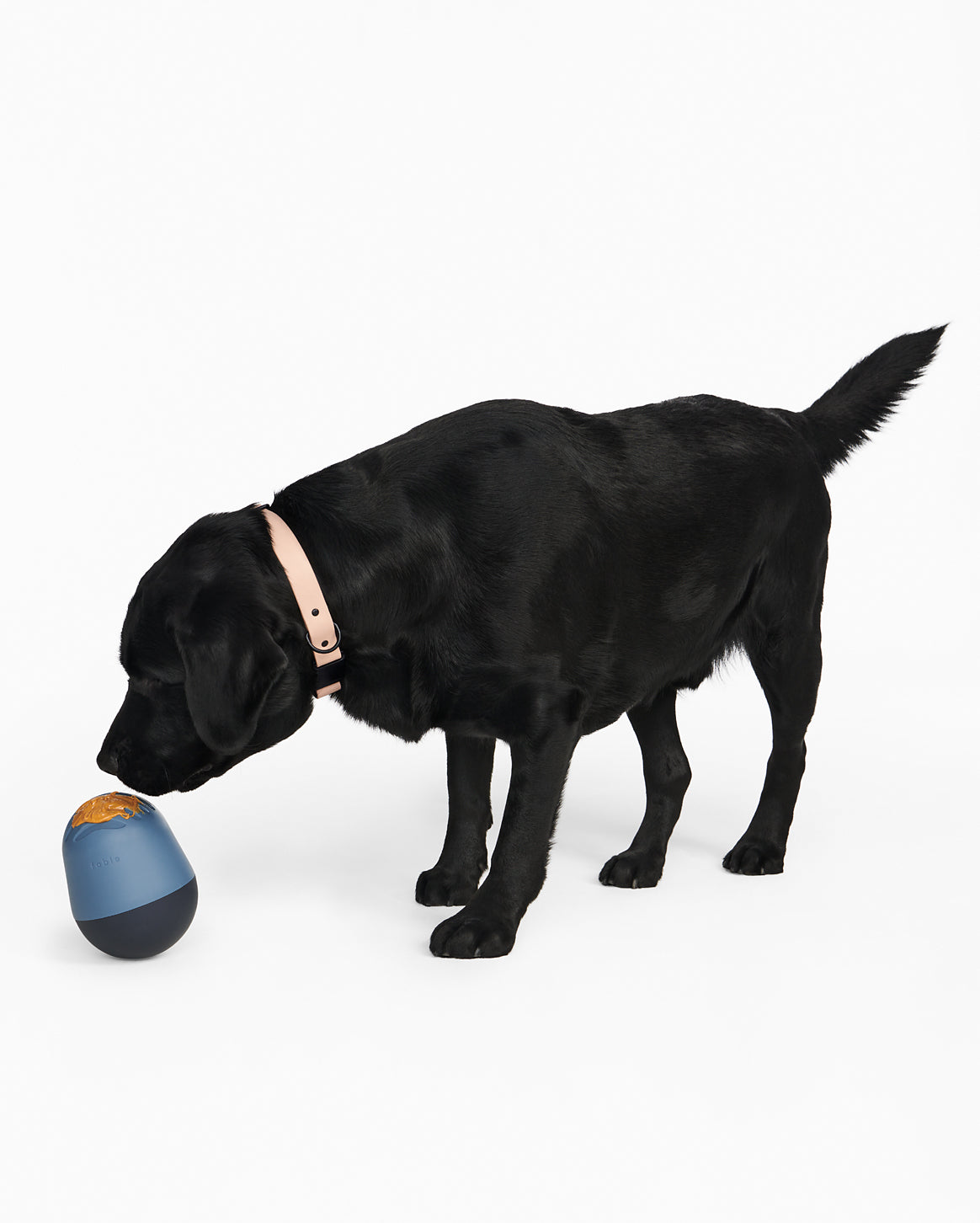 Fable - The Puffin™ Game Dog Toy