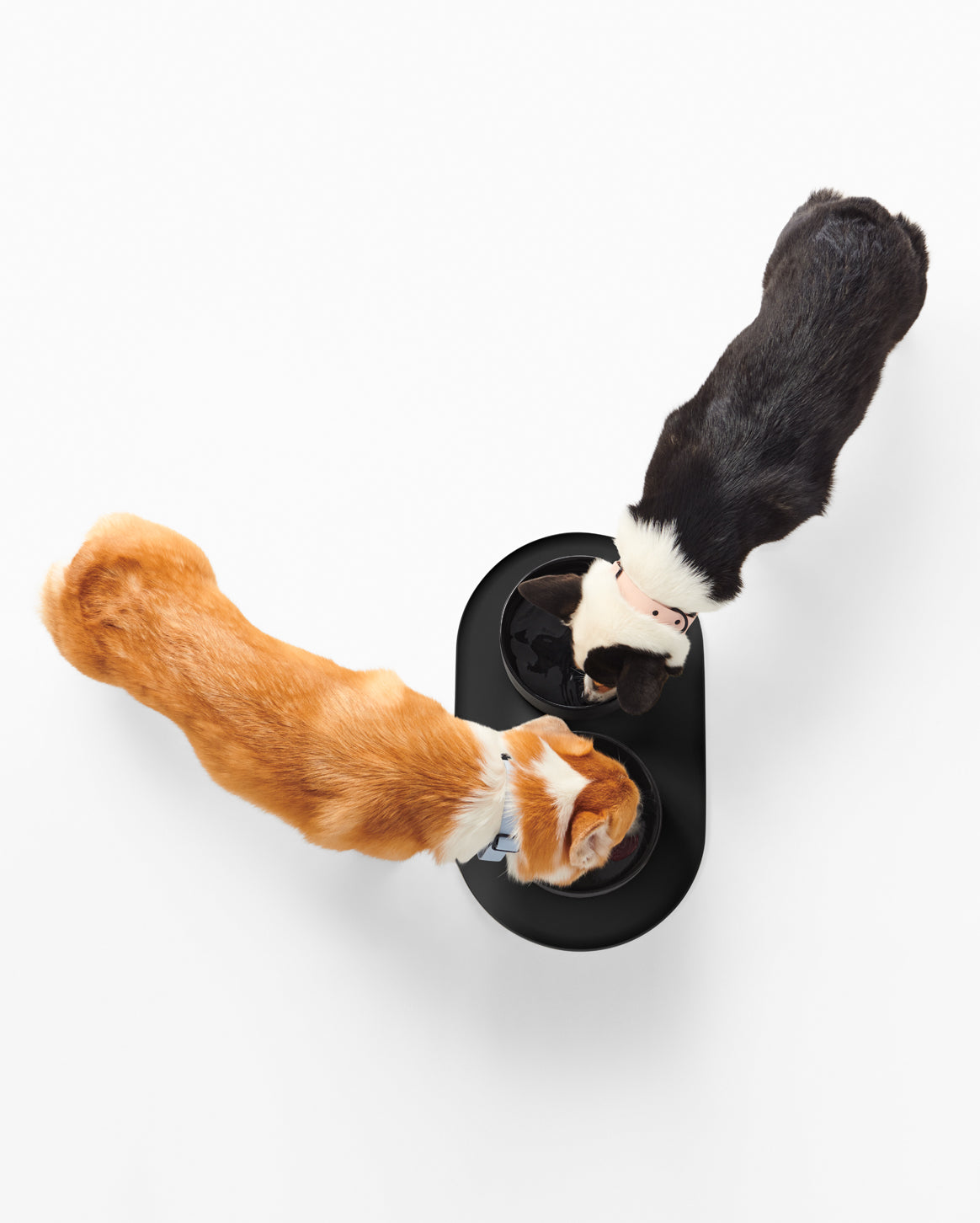 Fable -Dog Bowl