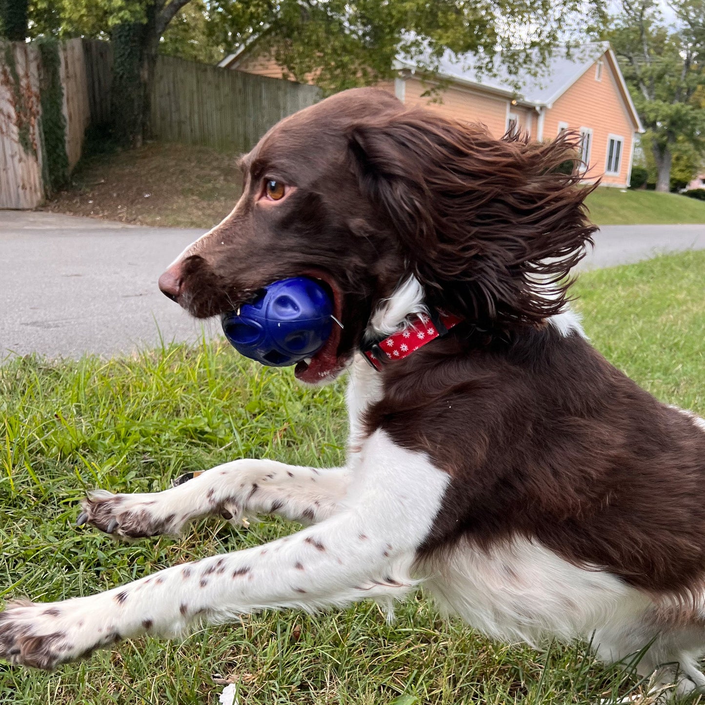 Alpha Pak - Chewie Squeak Rubber Football