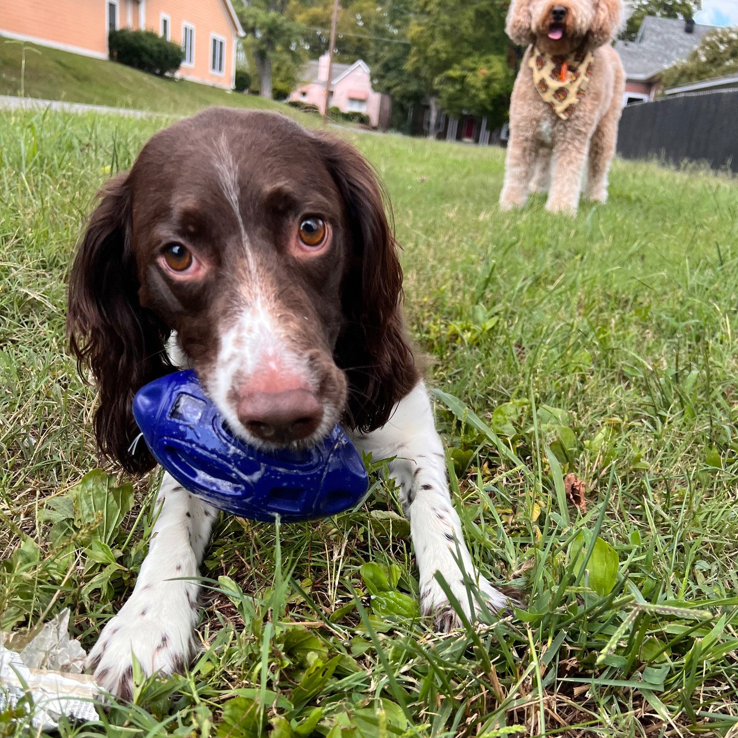Alpha Pak - Chewie Squeak Rubber Football