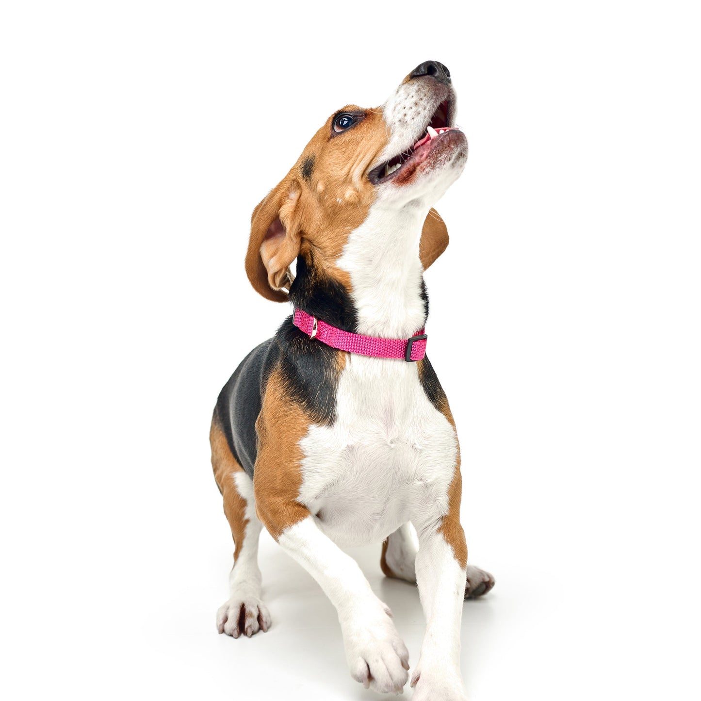Dogistry - City Dog Collar - Park Ave Pink