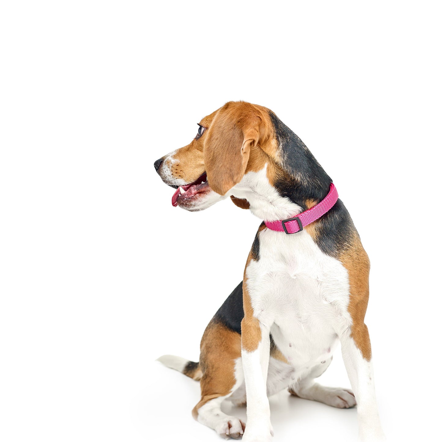 Dogistry - City Dog Collar - Park Ave Pink