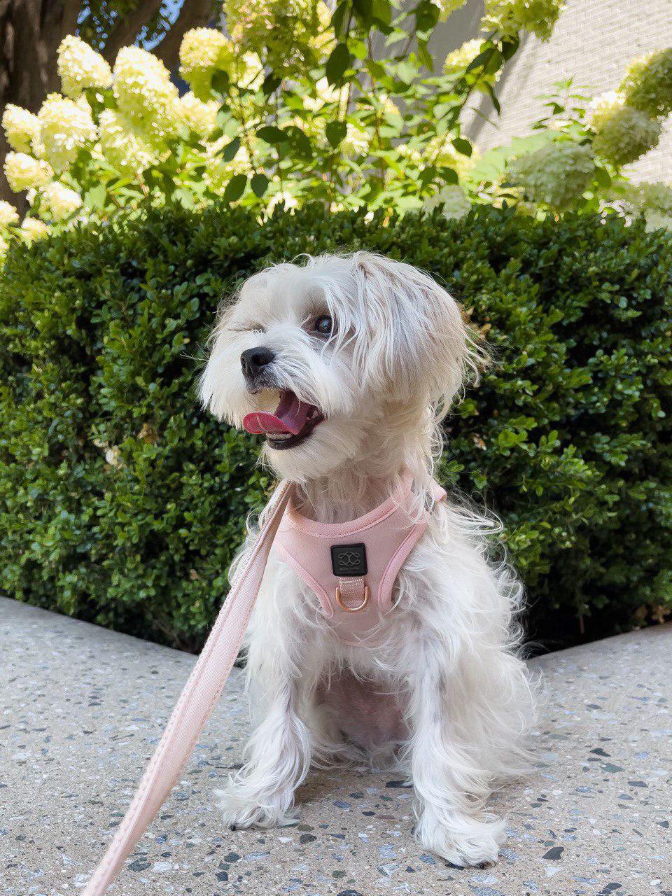 Dogistry - City Dog Leash - Blush