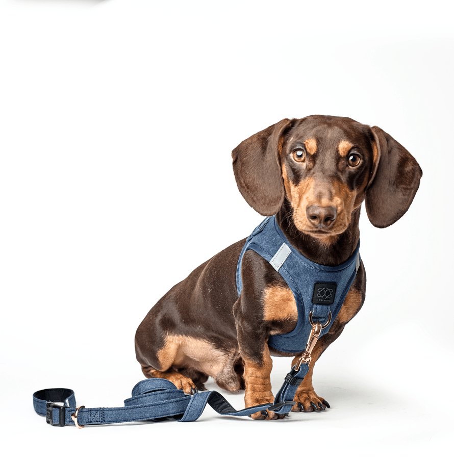 Dogistry - City Dog Leash - Denim