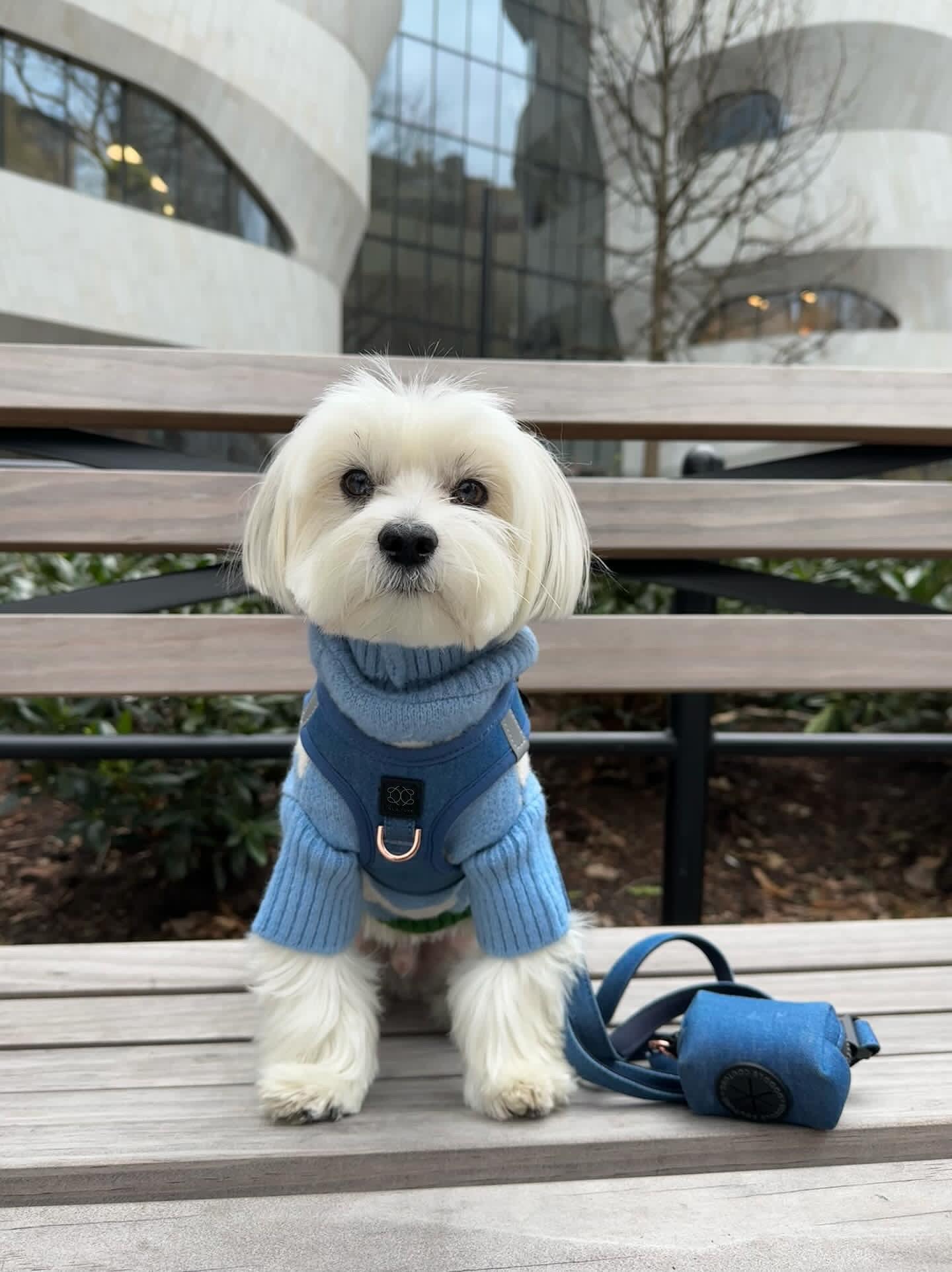Dogistry - City Dog Leash - Denim