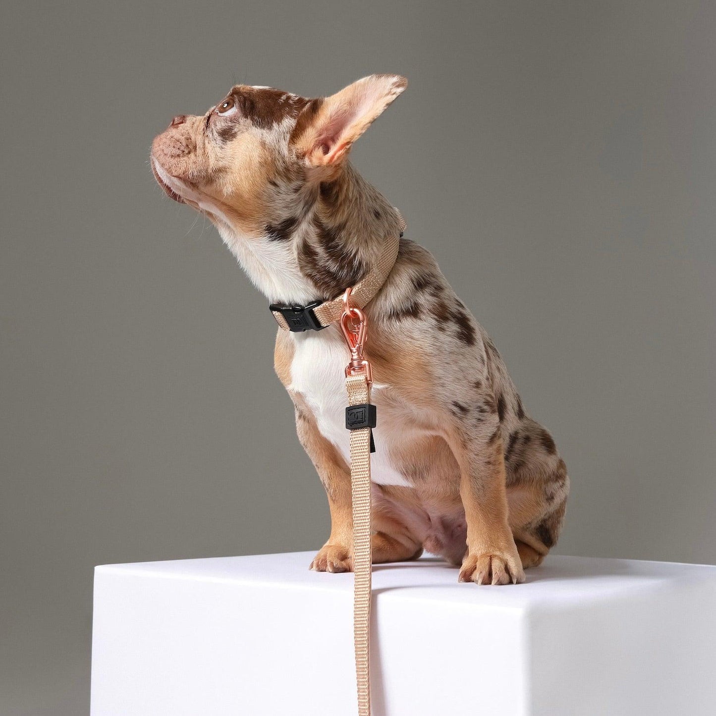 Dogistry - City Dog Collar - Dune