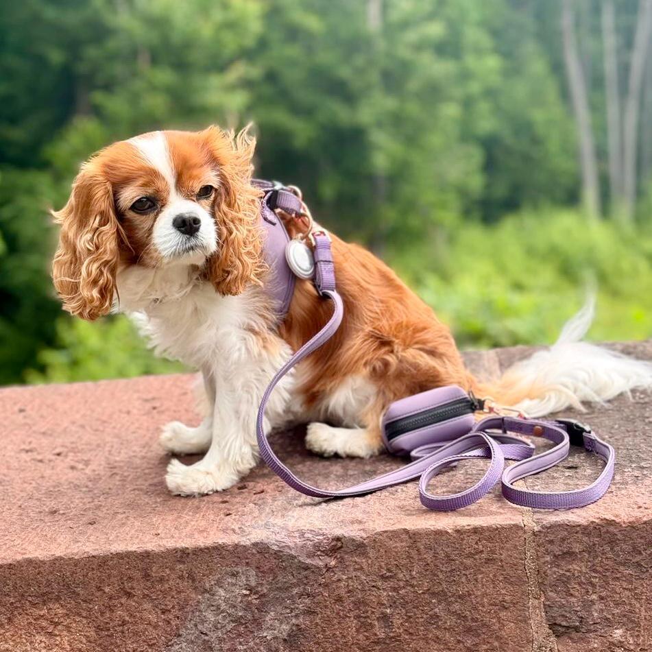 Dogistry - City Dog Leash - Lilac Gray