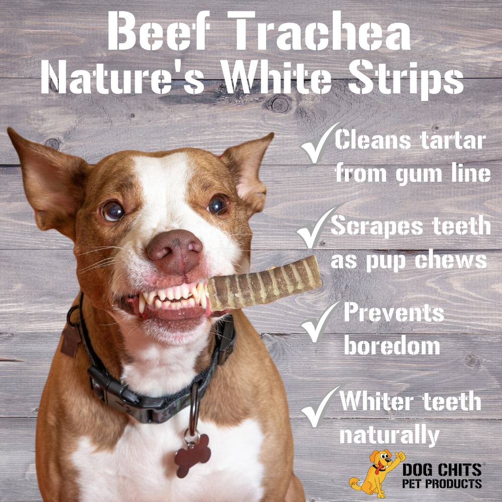 Beef Trachea Dog Treats - 12 Inch, 4 Pack