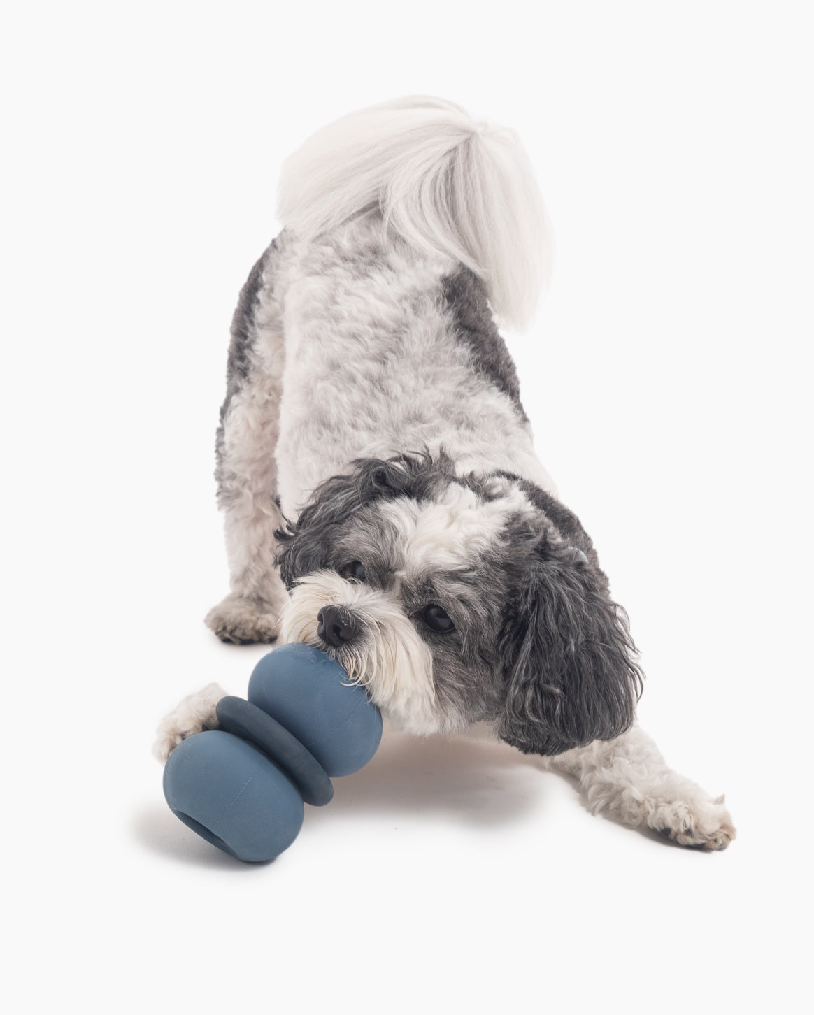 Fable - Armadillo™ Dog Toy