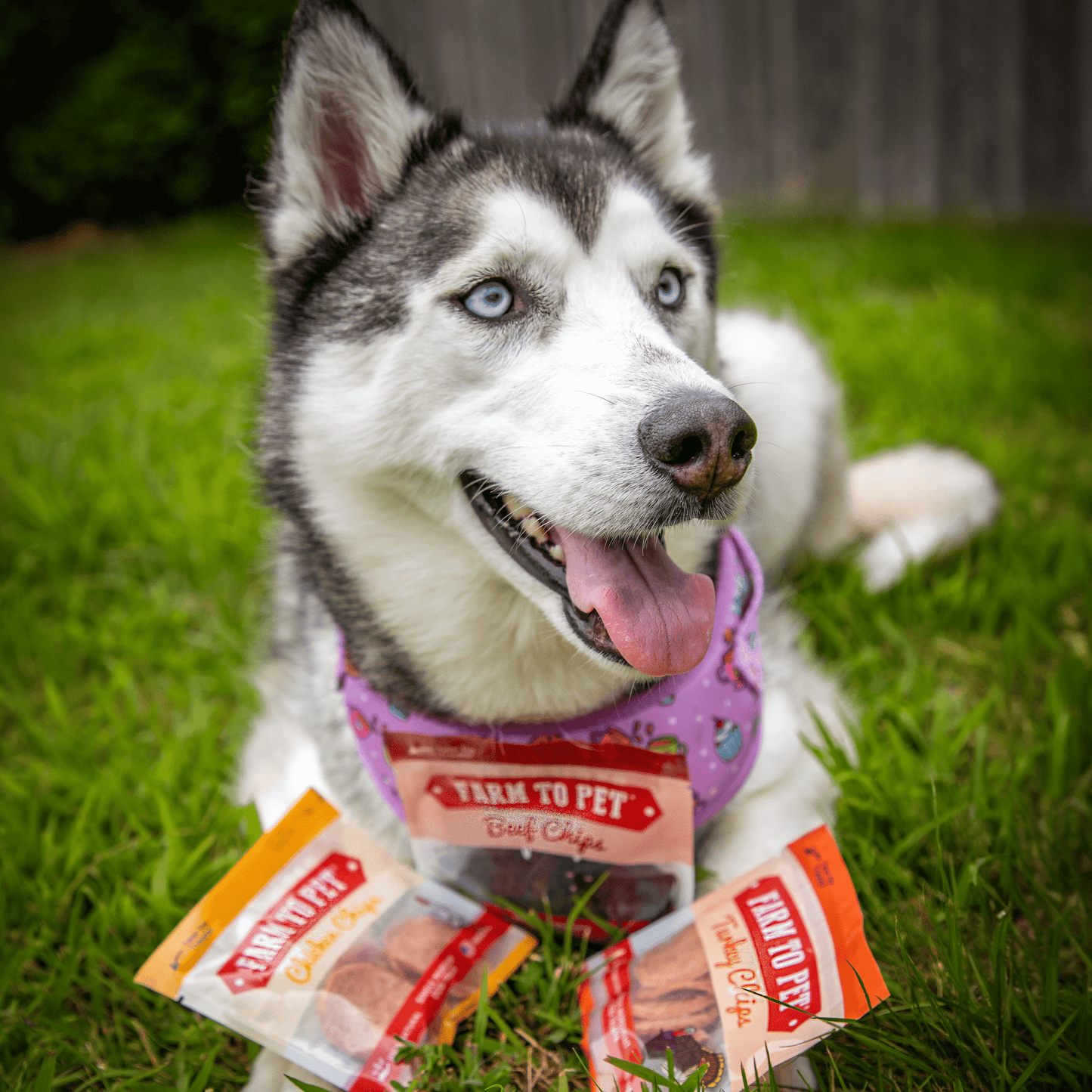 Farm To Pet - Chicken, Turkey, & Beef Snack Pack Trio
