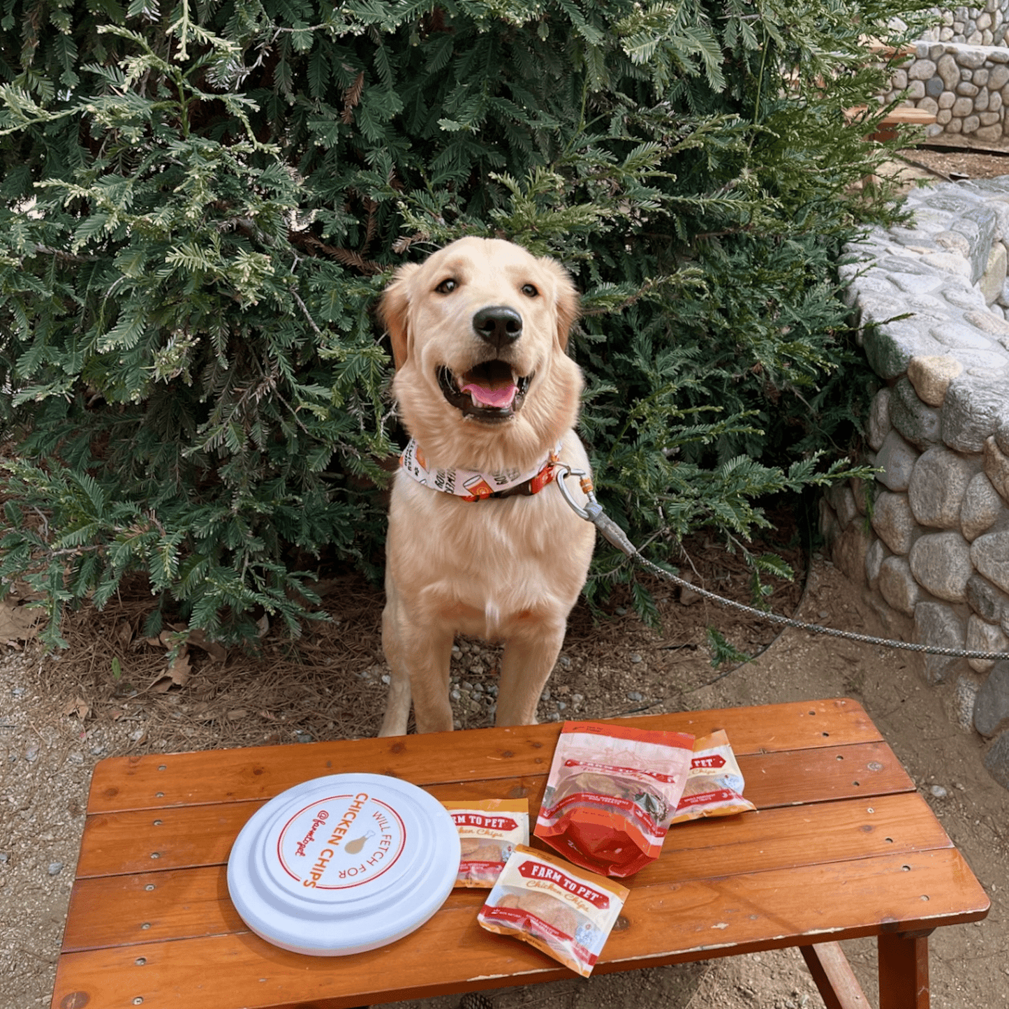 Farm To Pet - Will Fetch for Chicken Chips Dog Frisbee | Fun Toy for Dogs and Humans