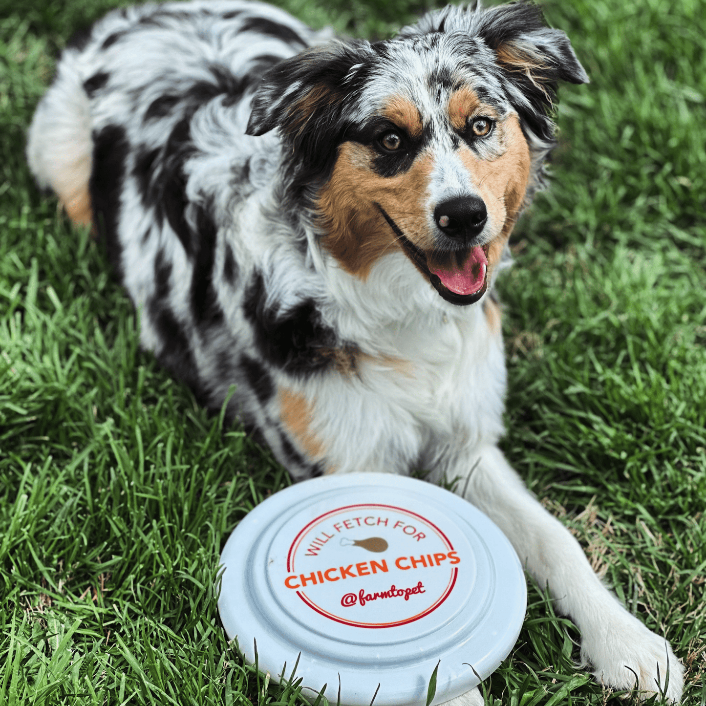 Farm To Pet - Will Fetch for Chicken Chips Dog Frisbee | Fun Toy for Dogs and Humans