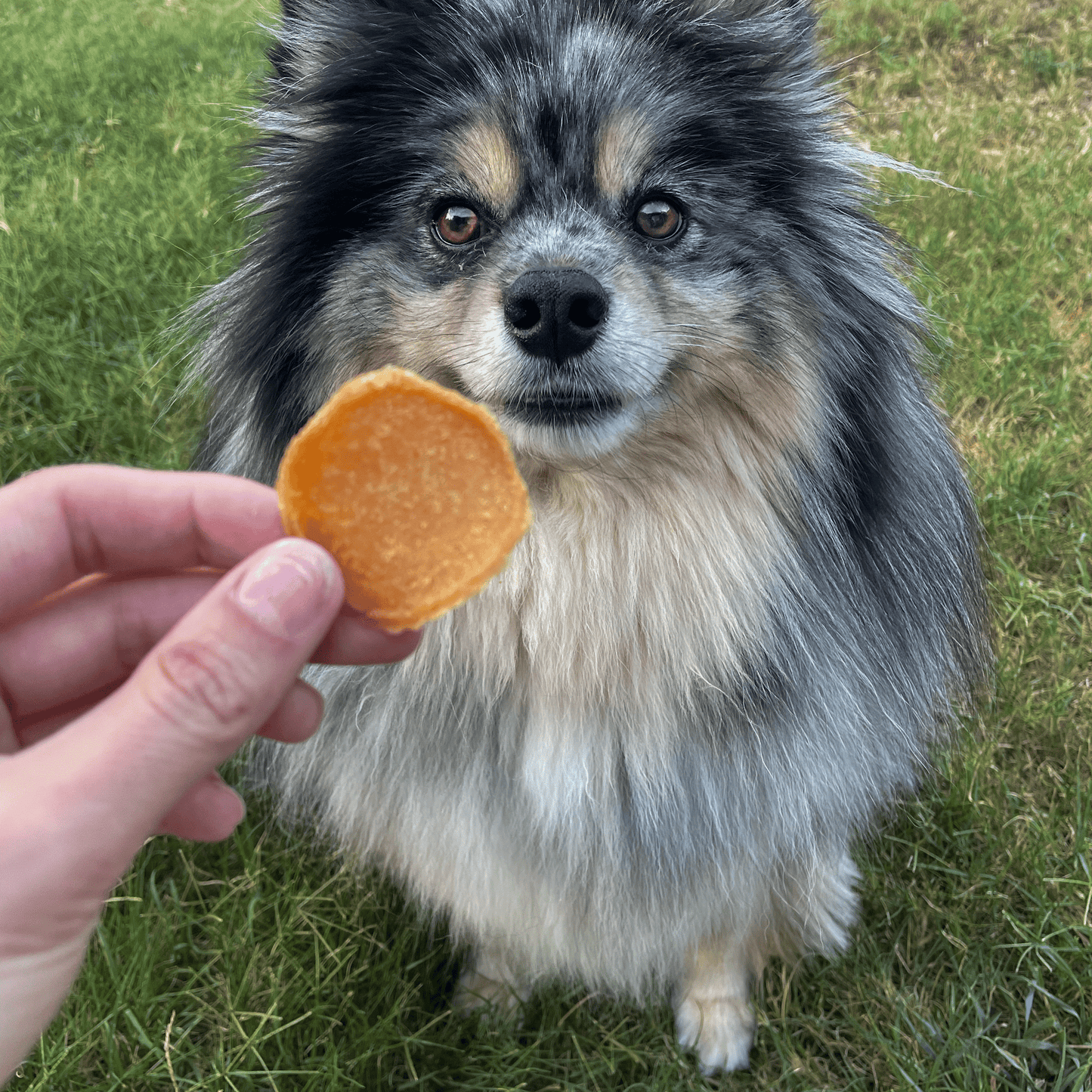 Farm To Pet - Chicago Chicken Chips for Dogs | Dog Treats To Celebrate Our Hometown