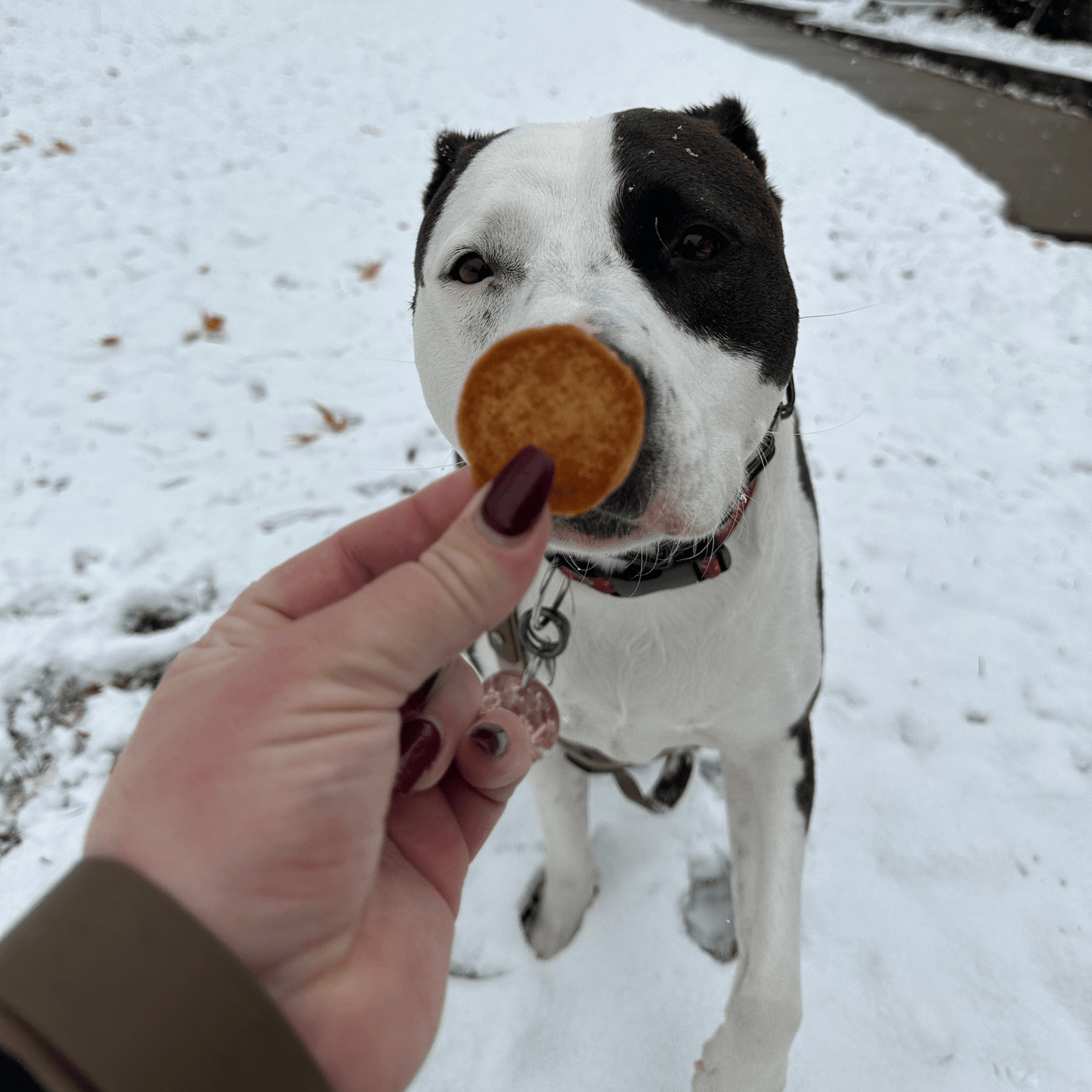 Farm To Pet - Holiday Chips for Dogs