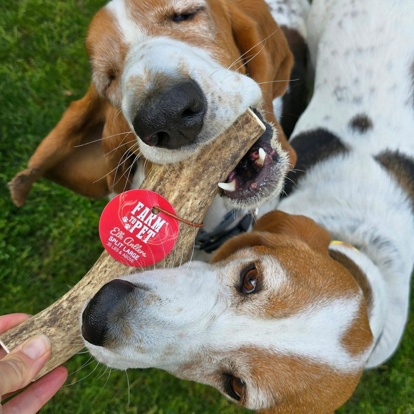 Farm To Pet - Split Elk Antlers for Dogs | All-Natural Antler Dog Chews