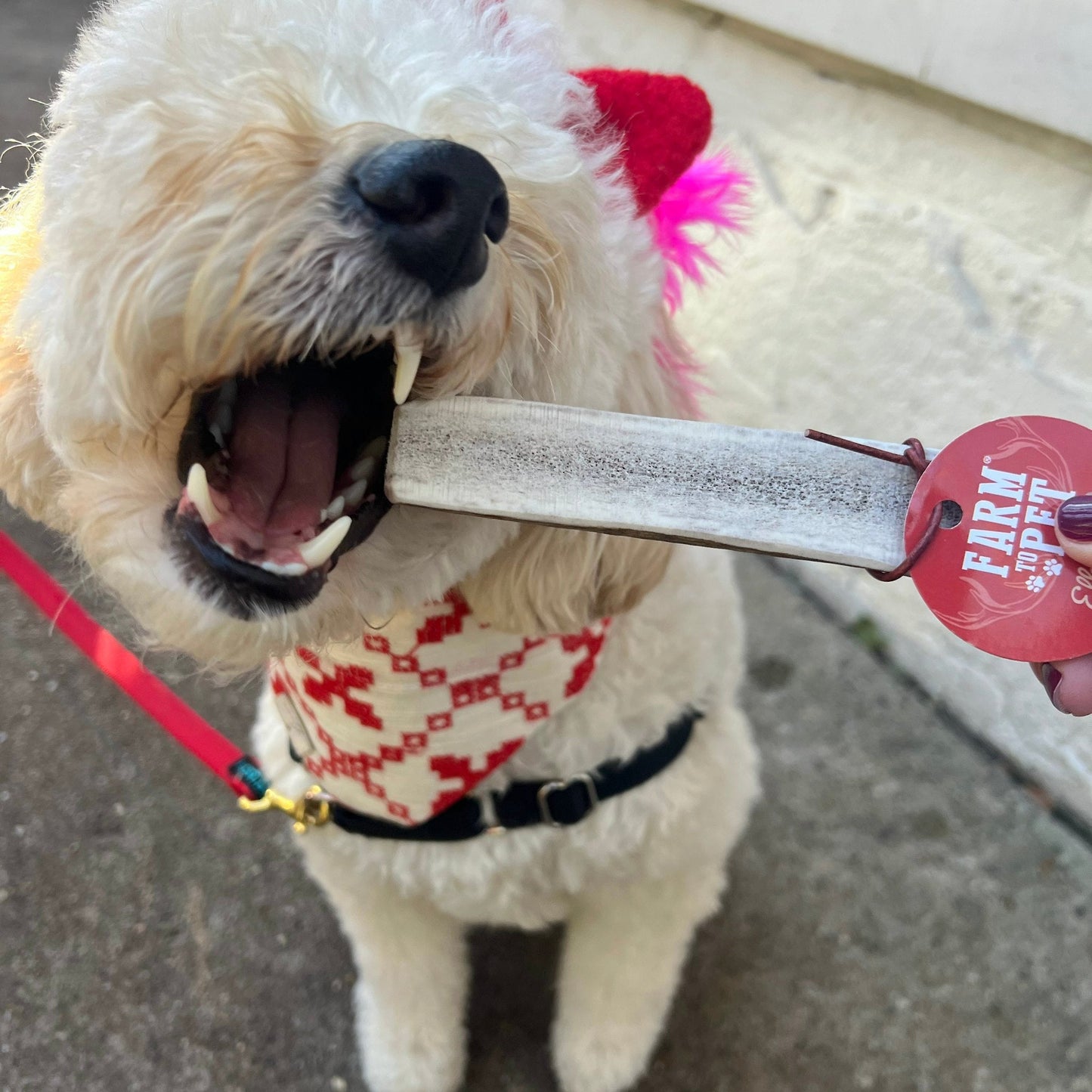 Farm To Pet - Split Elk Antlers for Dogs | All-Natural Antler Dog Chews