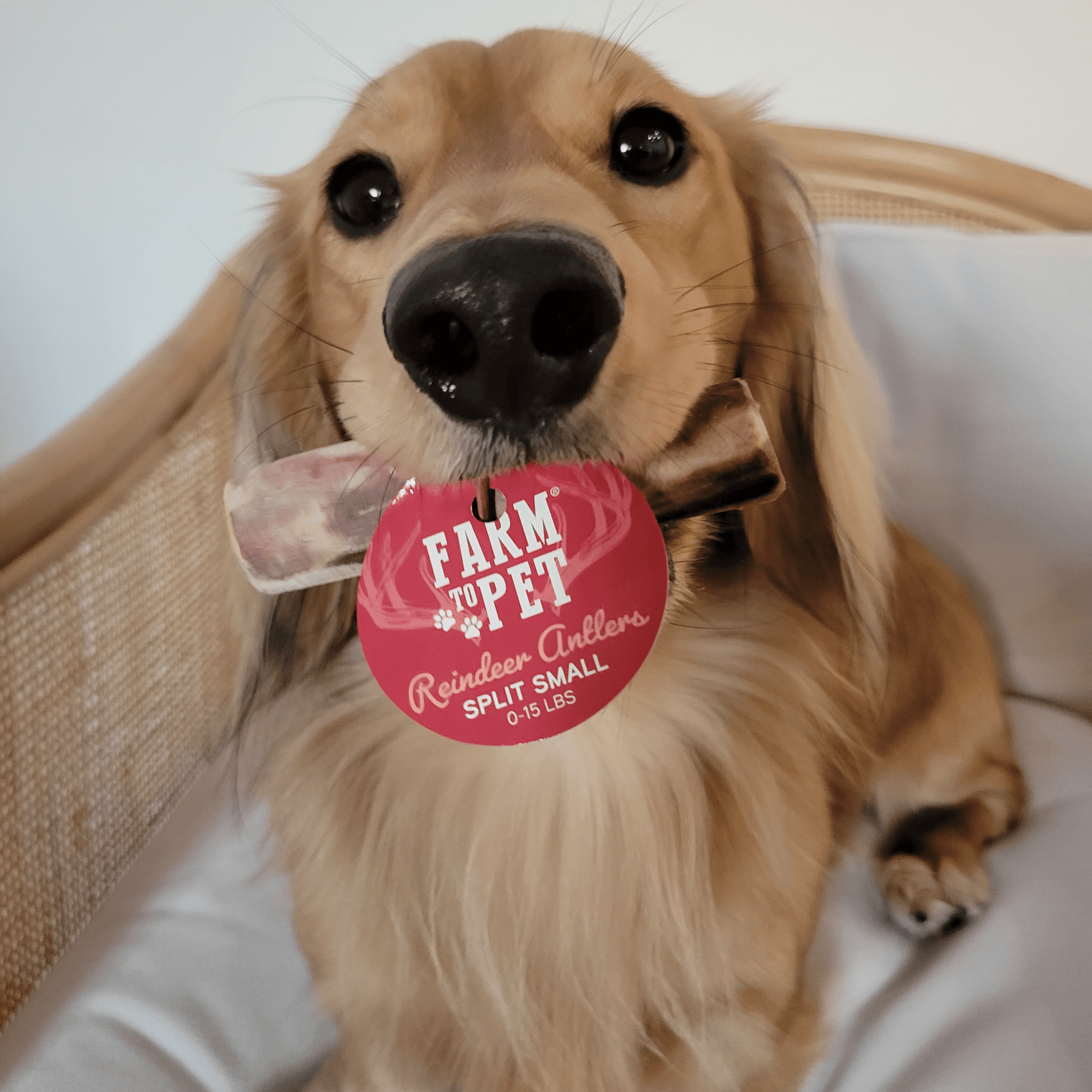 Farm To Pet - Reindeer Antlers for Dogs | Antler Dog Chews for Aggressive Chewers