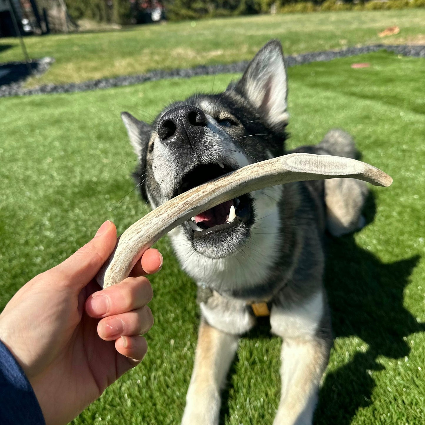 Farm To Pet - Reindeer Antlers for Dogs | Antler Dog Chews for Aggressive Chewers