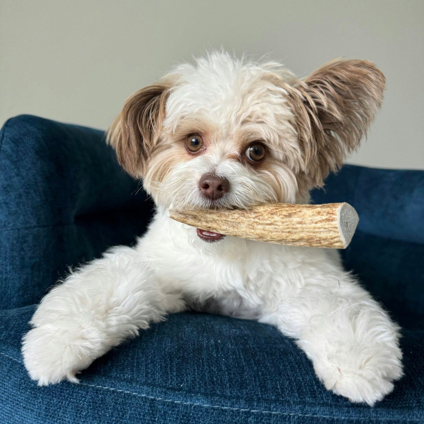 Farm To Pet - Split Elk Antlers for Dogs | All-Natural Antler Dog Chews