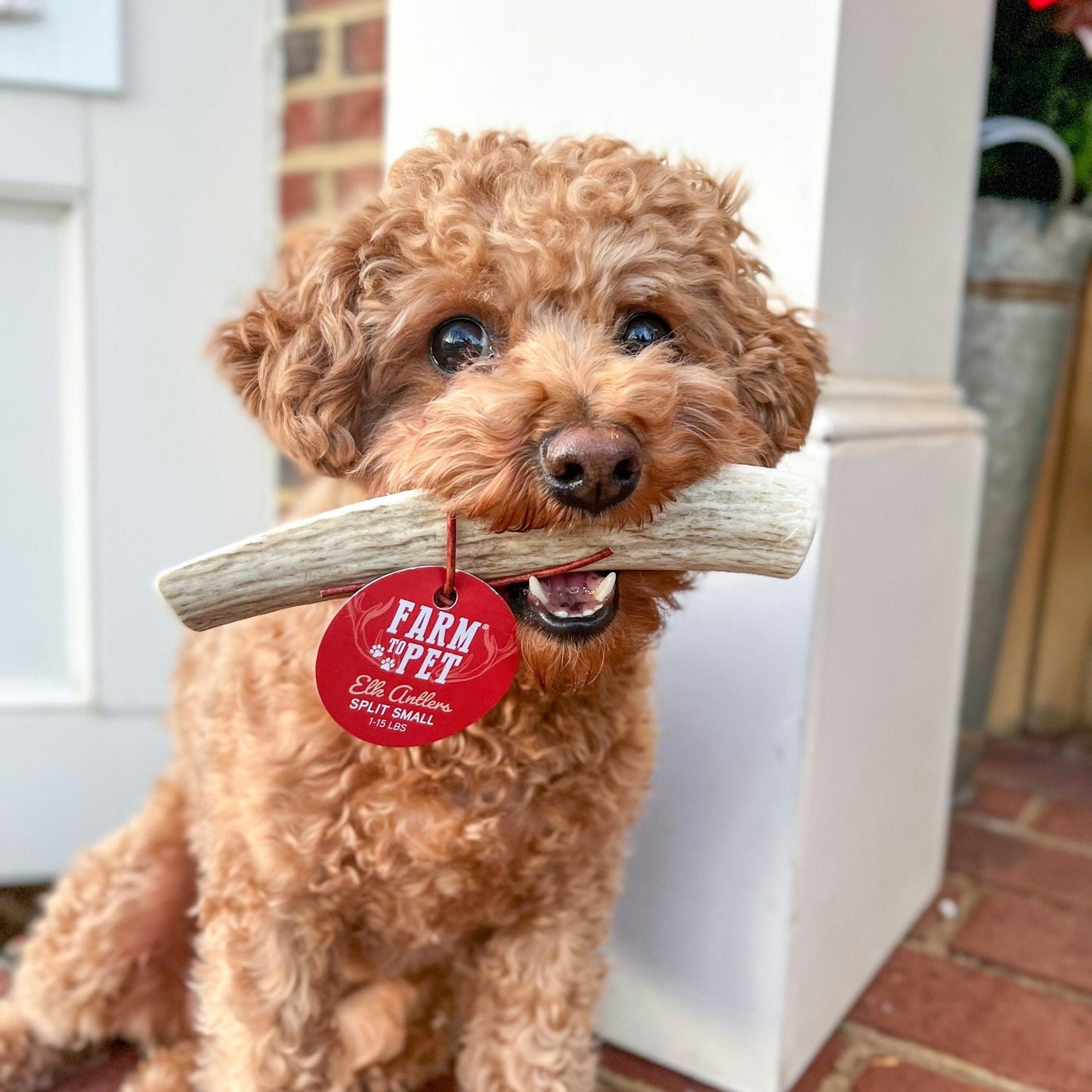 Farm To Pet - Split Elk Antlers for Dogs | All-Natural Antler Dog Chews