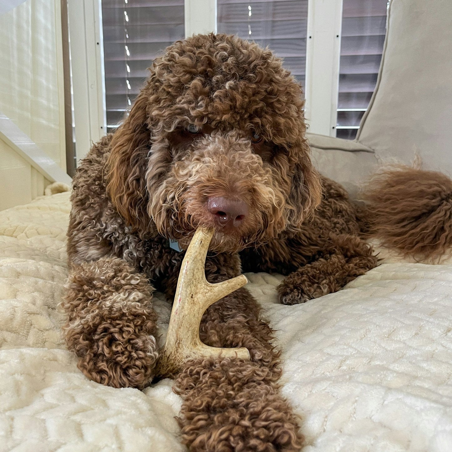 Farm To Pet - Deer Antler Dog Chews | Organic Antler Chews