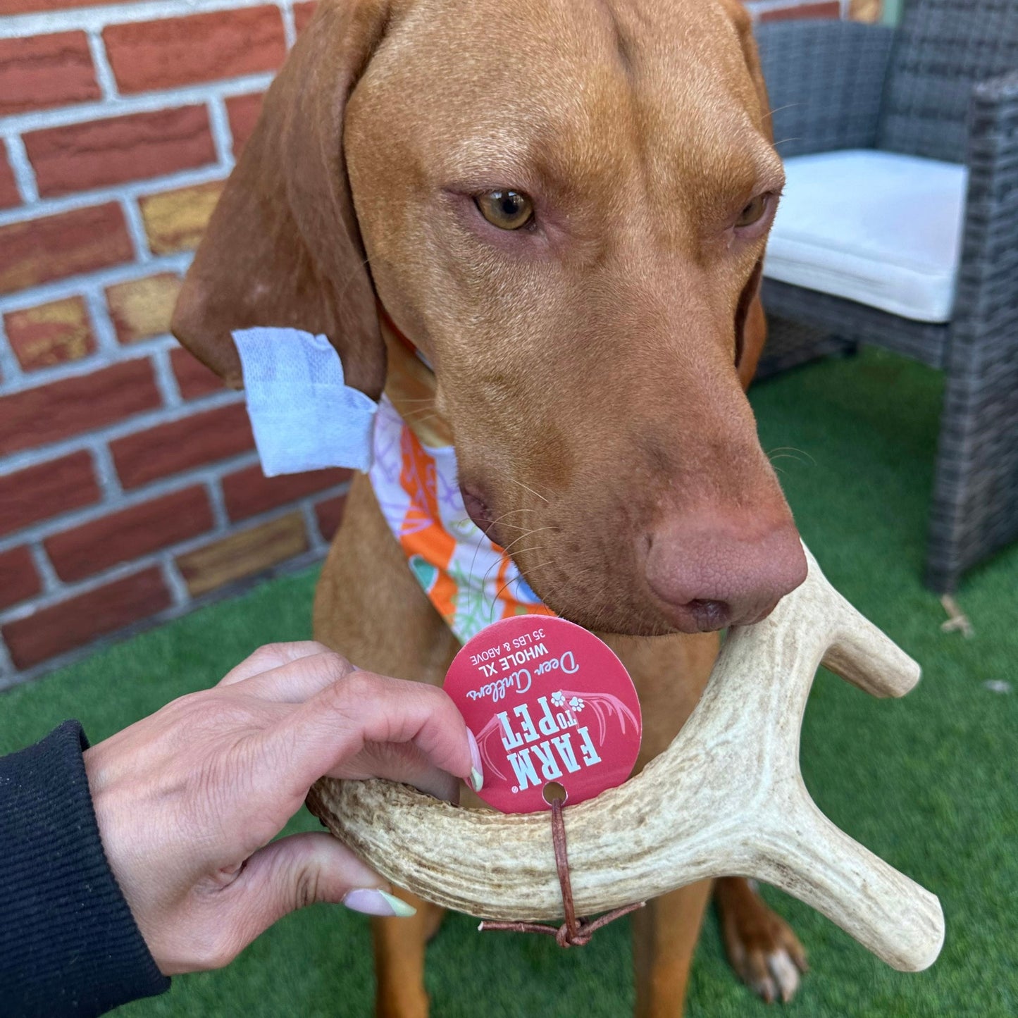 Farm To Pet - Deer Antler Dog Chews | Organic Antler Chews