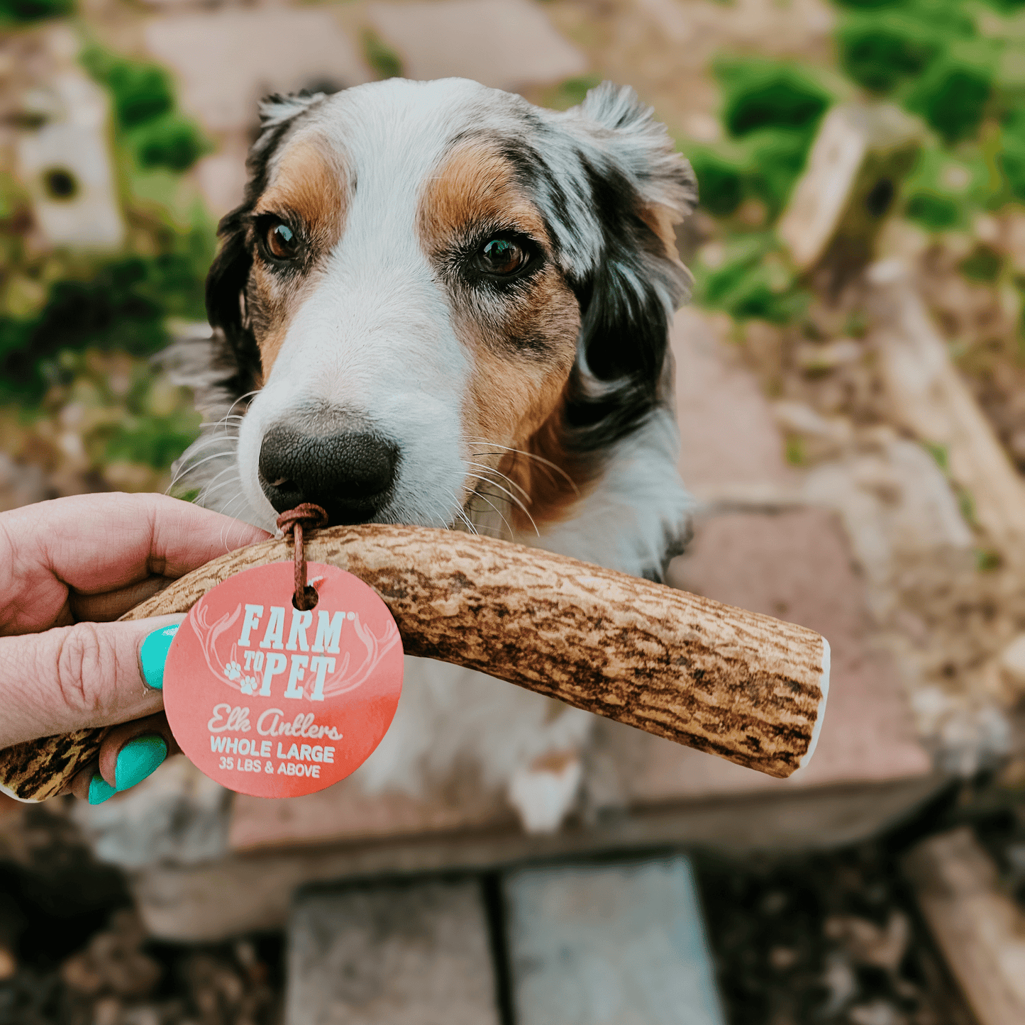 Farm To Pet - Whole Elk Antlers for Dogs | All-Natural Antler Dog Chews