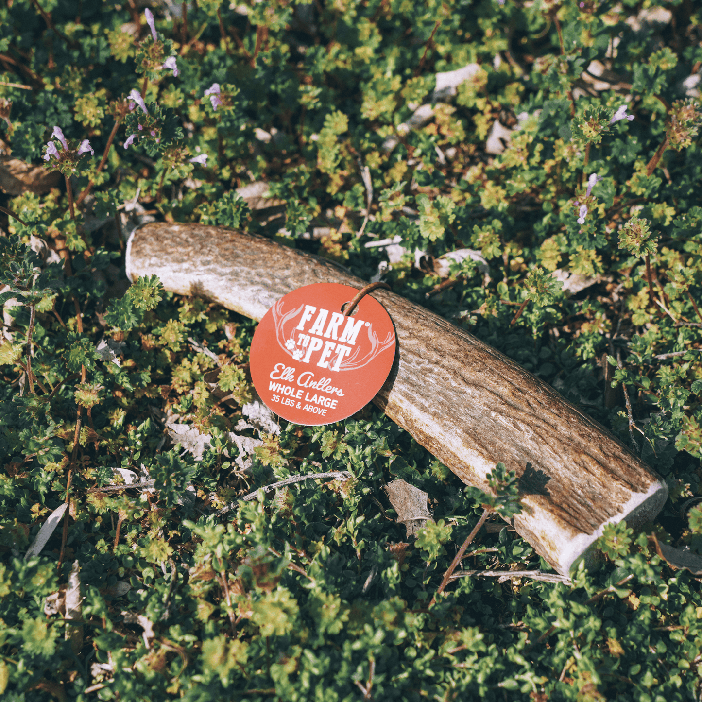 Farm To Pet - Whole Elk Antlers for Dogs | All-Natural Antler Dog Chews