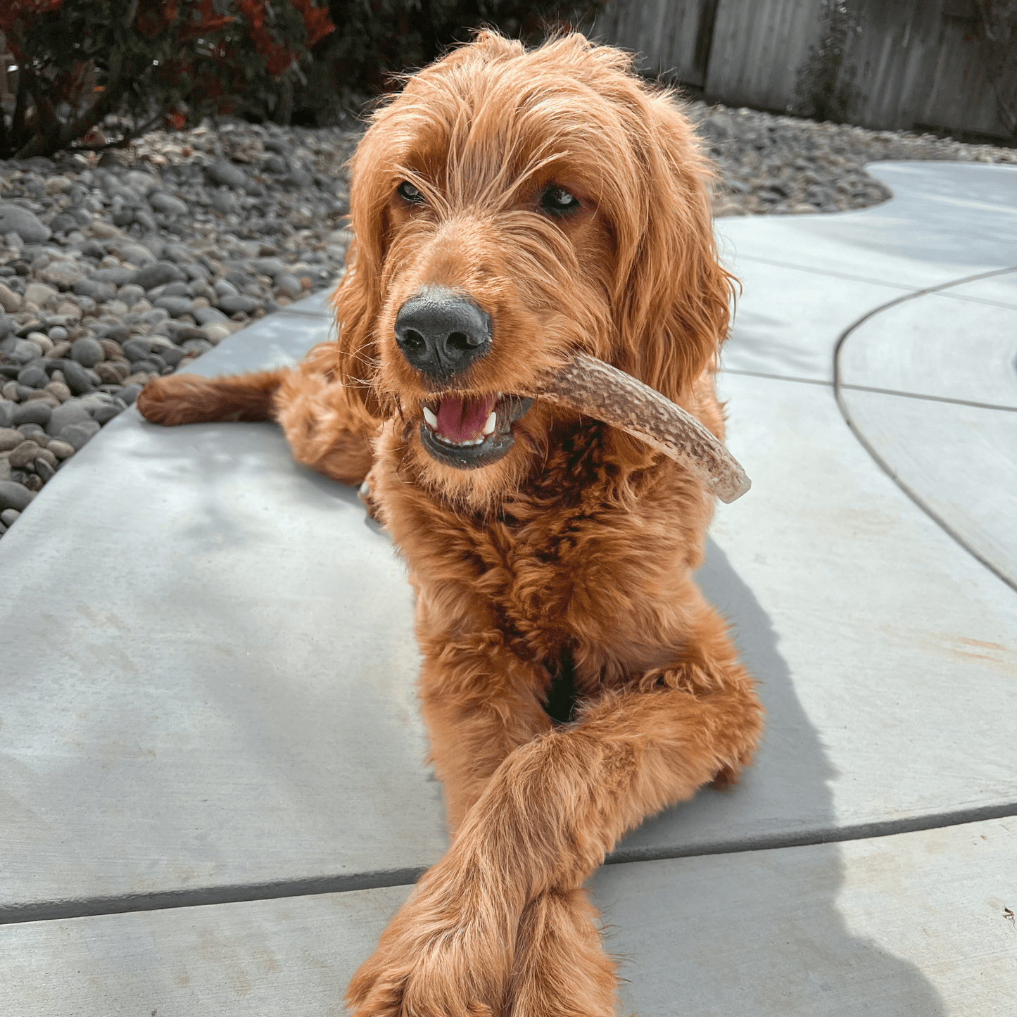 Farm To Pet - Whole Elk Antlers for Dogs | All-Natural Antler Dog Chews