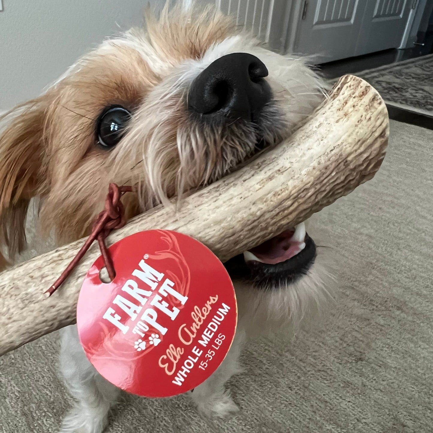 Farm To Pet - Whole Elk Antlers for Dogs | All-Natural Antler Dog Chews
