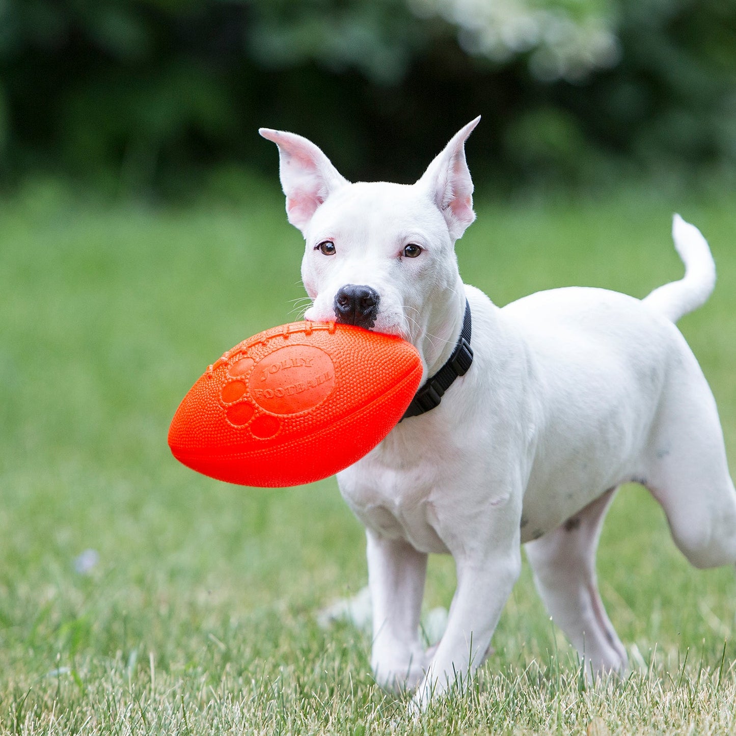 Jolly Pets - Jolly Football