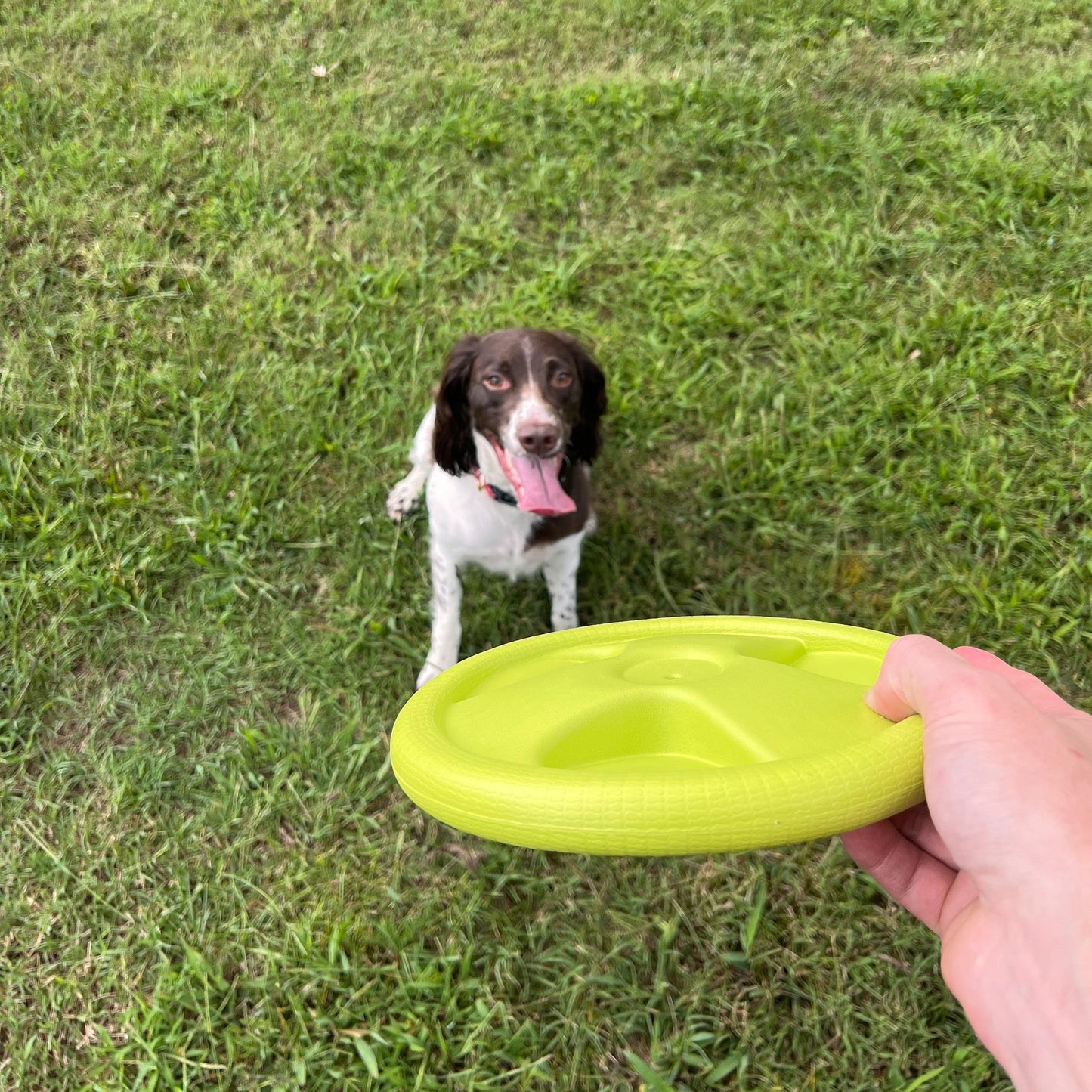 Alpha Pak - Harley Flyer Frisbee