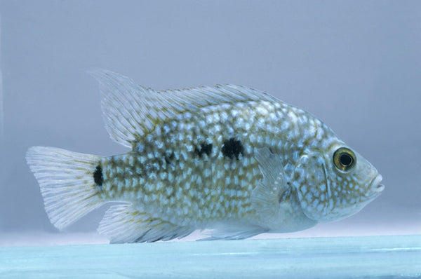 Green Texas Cichlids