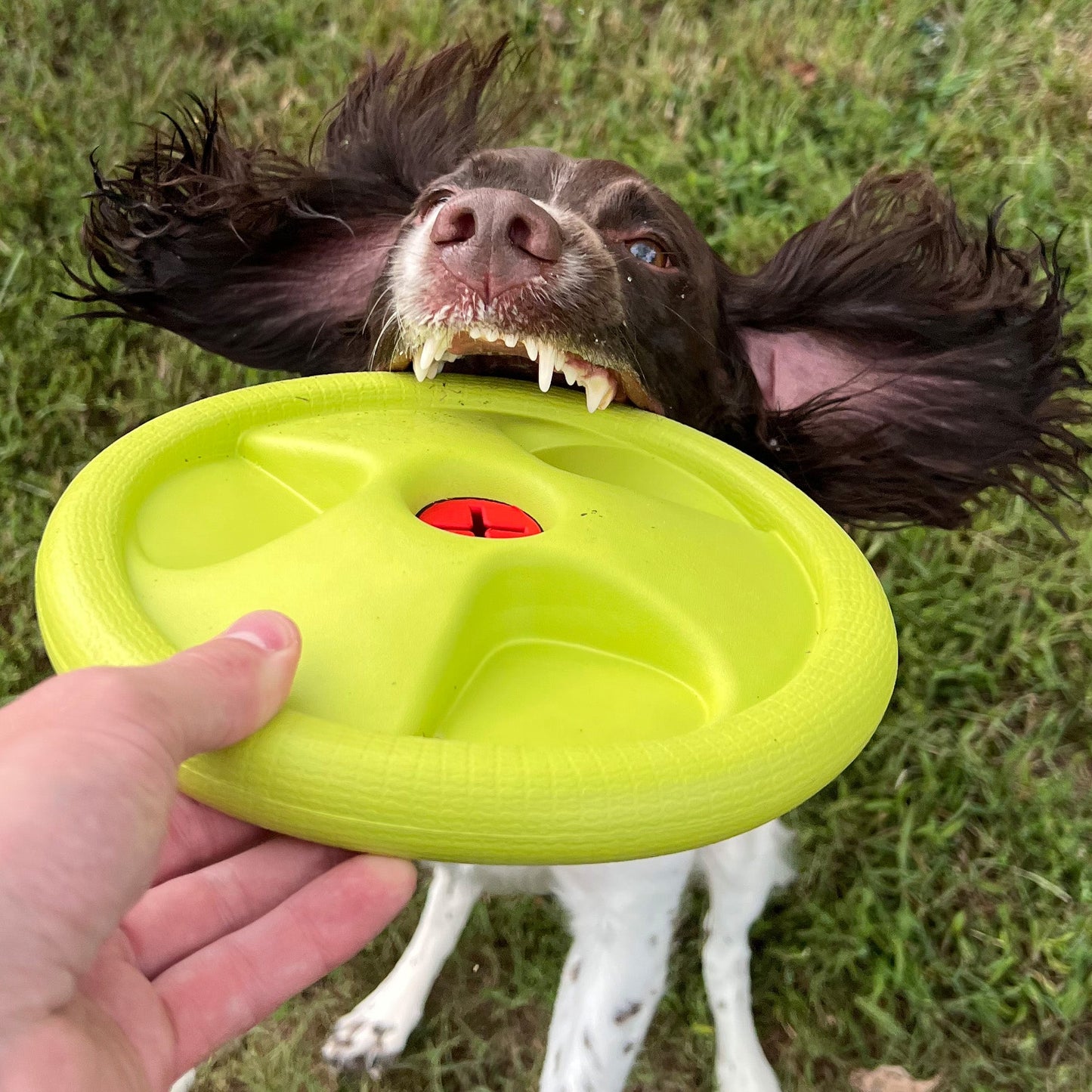 Alpha Pak - Harley Flyer Frisbee