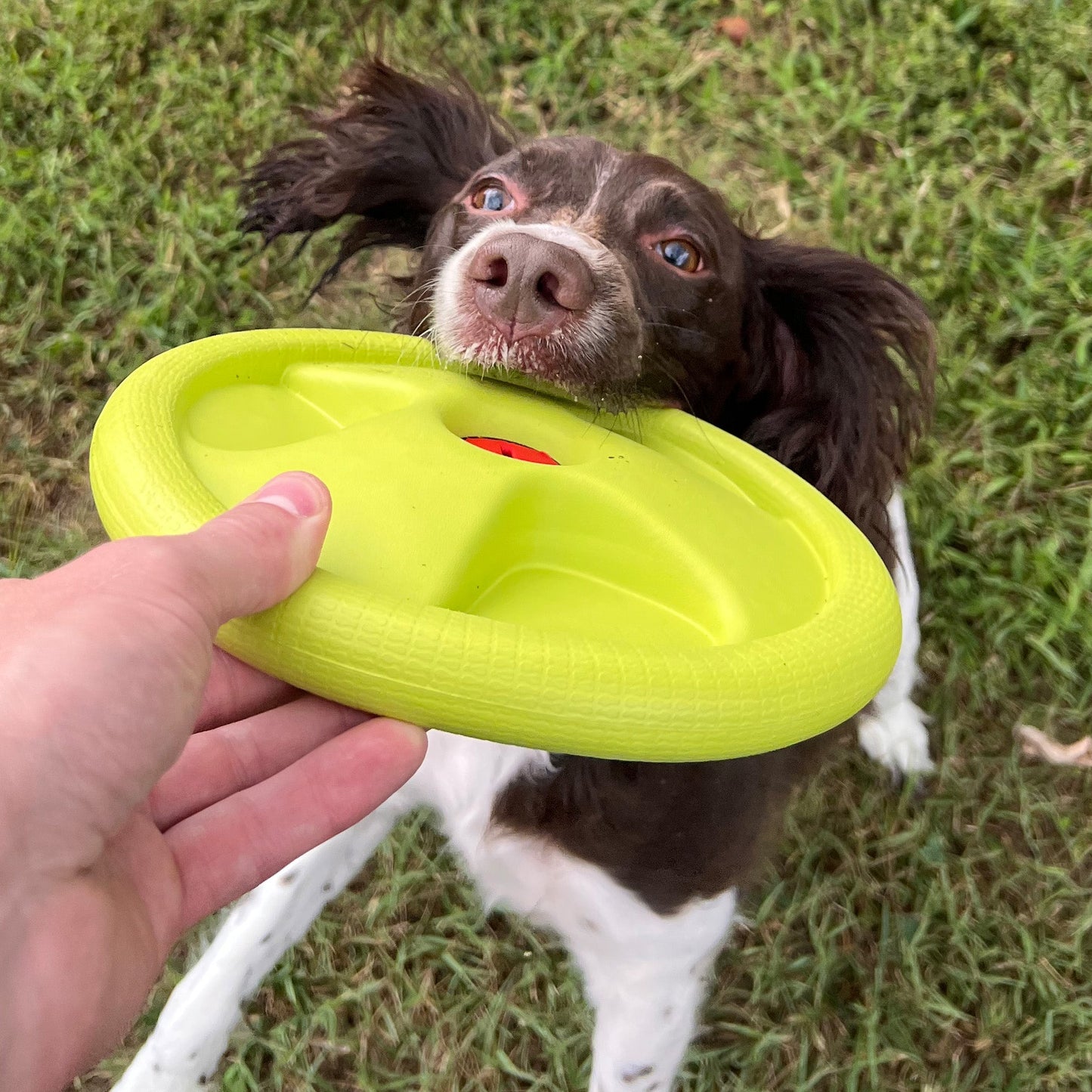 Alpha Pak - Harley Flyer Frisbee