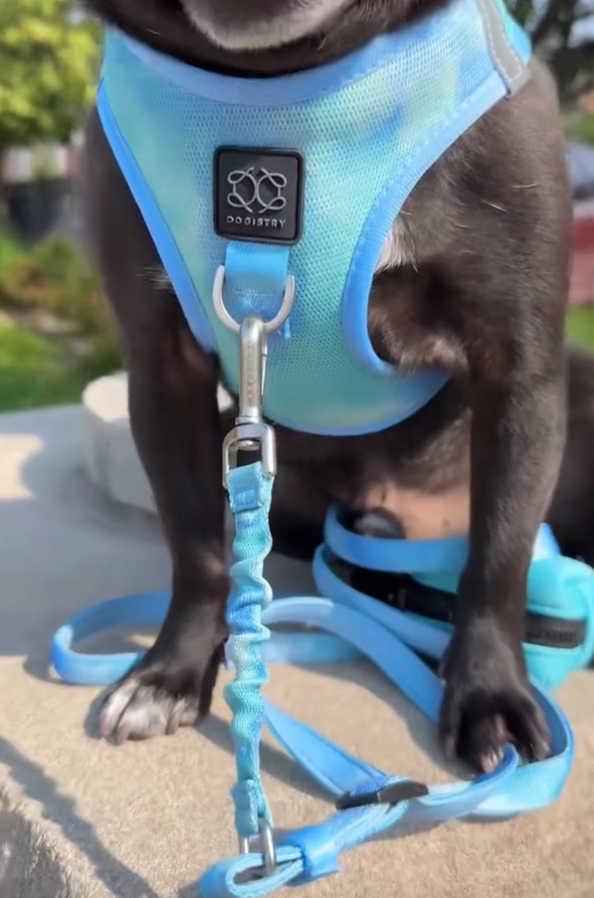 Dogistry - The Summer AIR Dog Harness - Ocean
