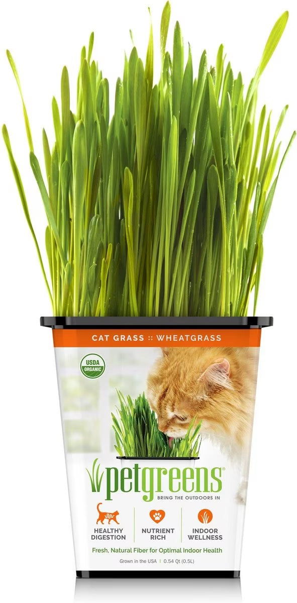 Catnip & Cat Grass
