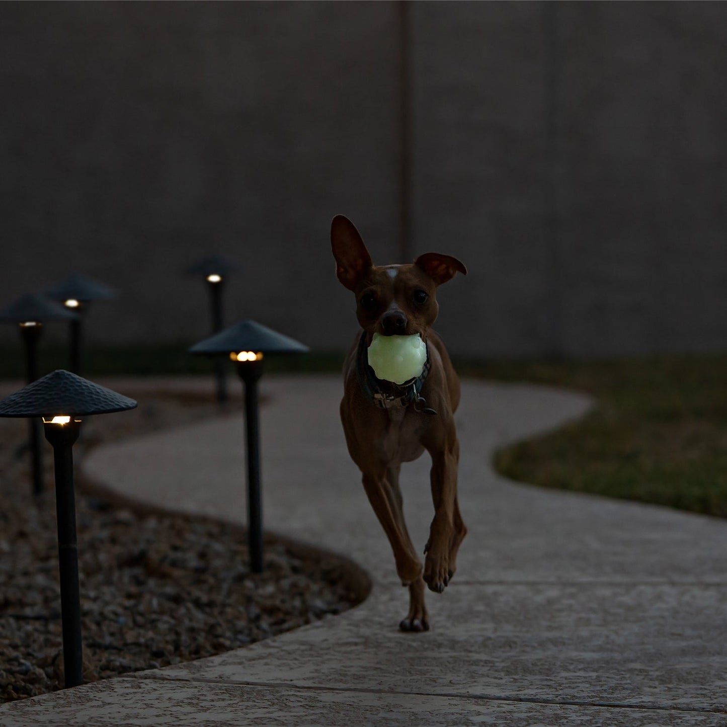 Jolly Pets - Jolly Jumper