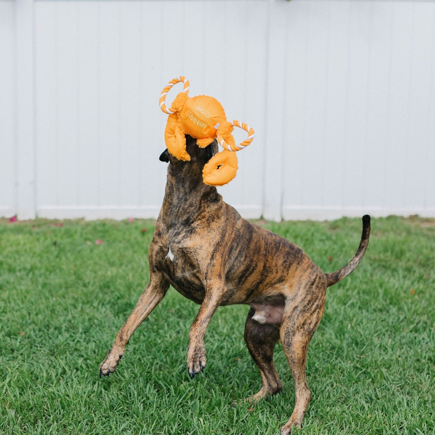 Jolly Pets - Tug-a-Mals