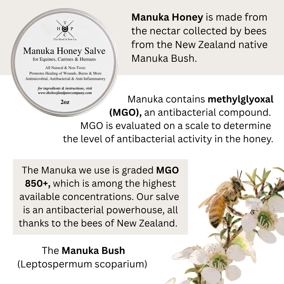 The Hoof & Paw Co. - Manuka Honey Healing Salve with Herbal Infusion - For Dogs, Horses & Humans