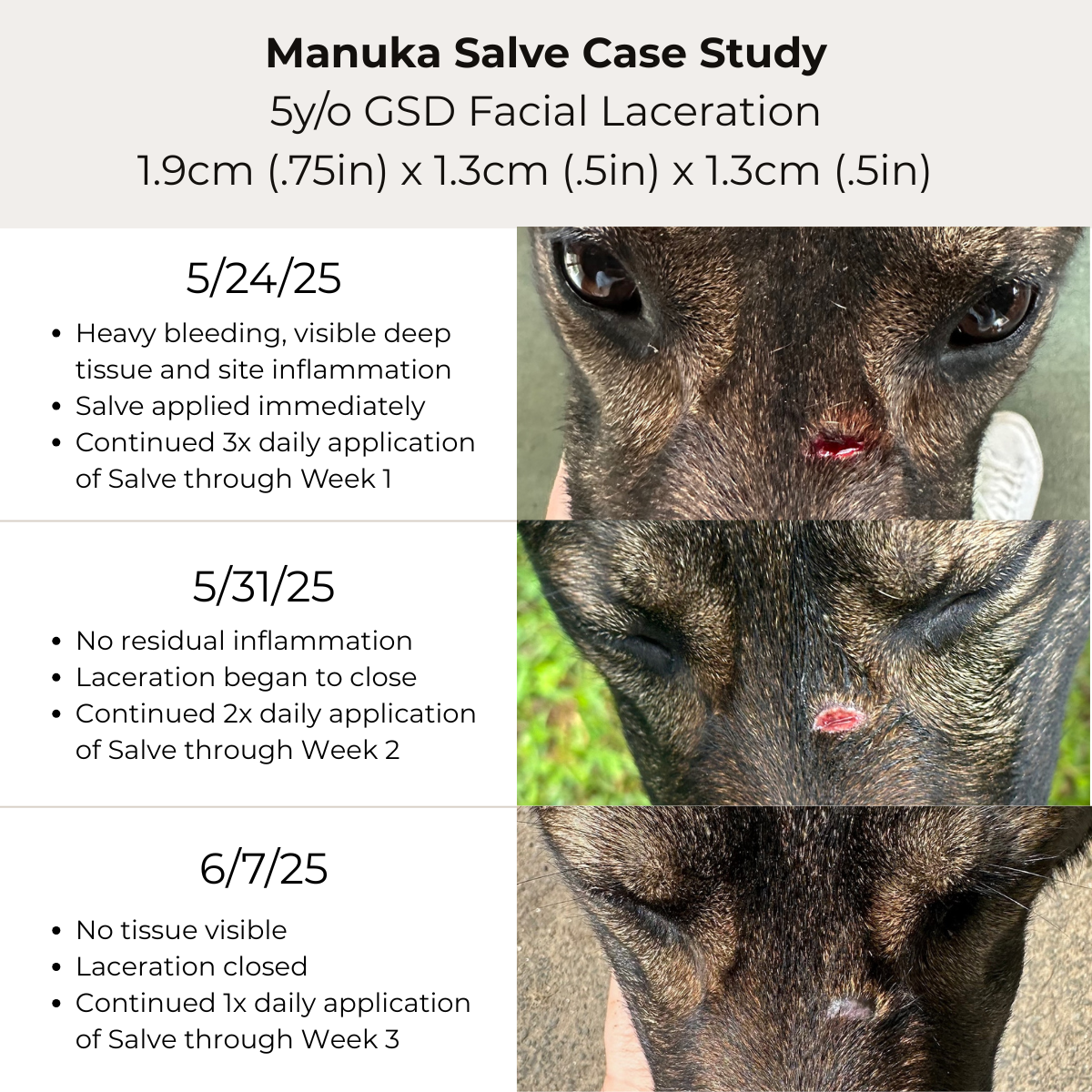 The Hoof & Paw Co. - Manuka Honey Healing Salve with Herbal Infusion - For Dogs, Horses & Humans