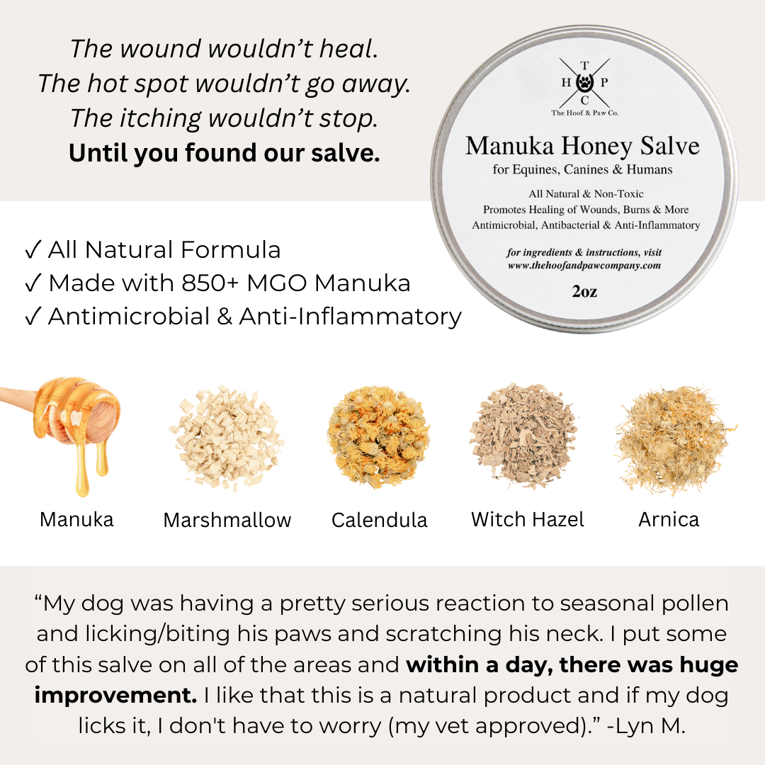 The Hoof & Paw Co. - Manuka Honey Healing Salve with Herbal Infusion - For Dogs, Horses & Humans